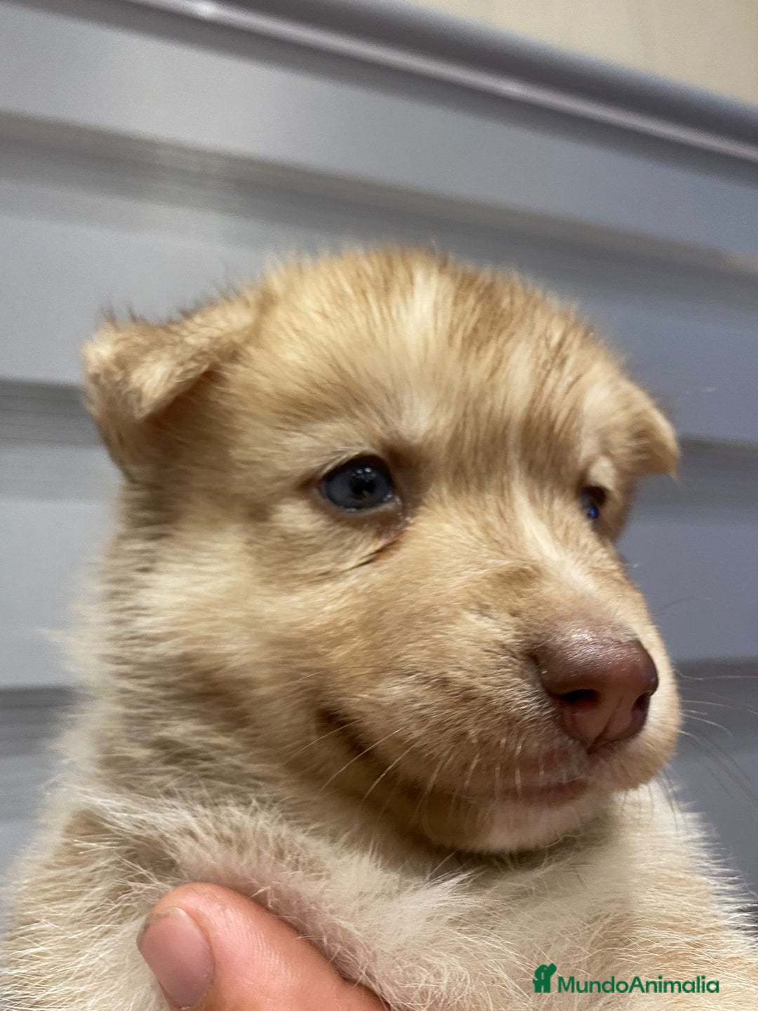 Husky Siberiano perros en venta: ULTIMO HUSKY y ULTIMA  ALASKA MALAMUTE  - Imagen 12