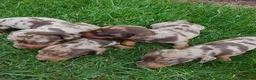 Teckel perros en venta: Teckel arlequín chocolate  - Anuncio 3