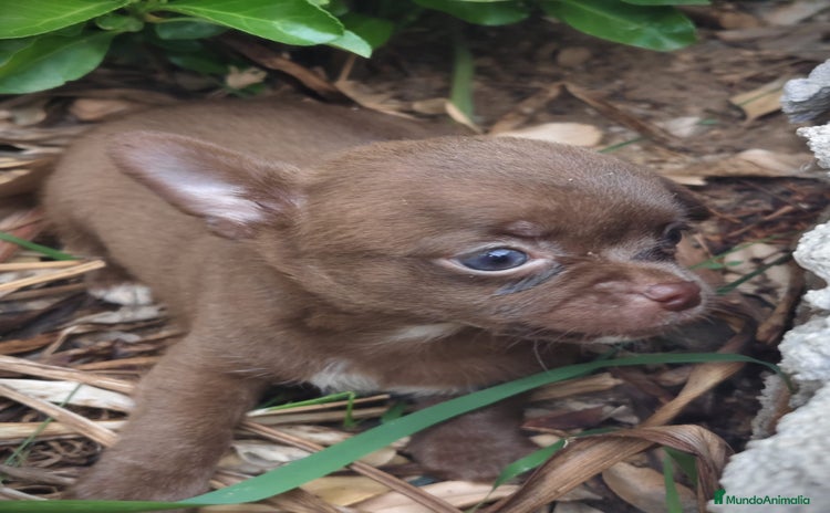 Chihuahua perros - Anuncio 2