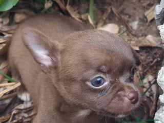 Chihuahua perros - Anuncio 35