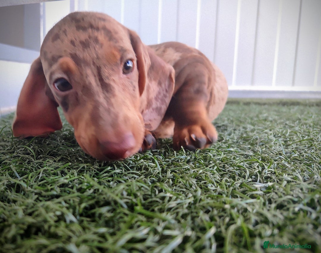 Teckel perros en venta: Teckel chocolate y Arlequín  - Imagen 8