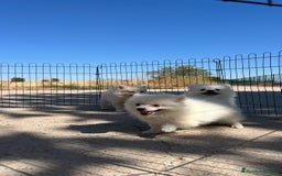 Pomerania perros en venta: Preciosa camada de Pomerania  - Imagen 3