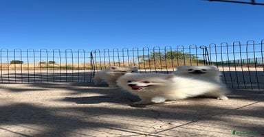 Pomerania perros - Anuncio 1