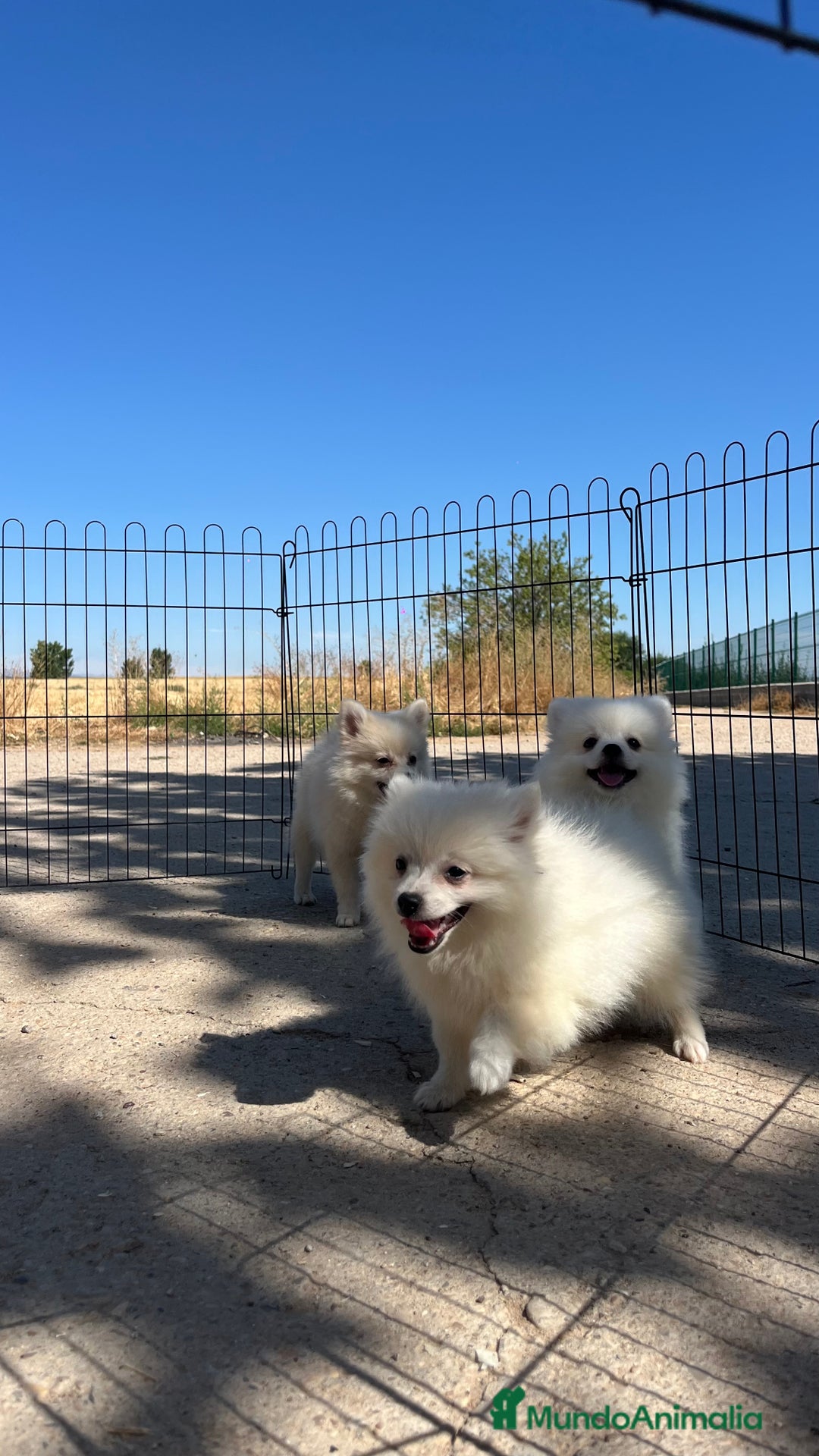 Pomerania perros en venta: Preciosa camada de Pomerania  - Imagen 3