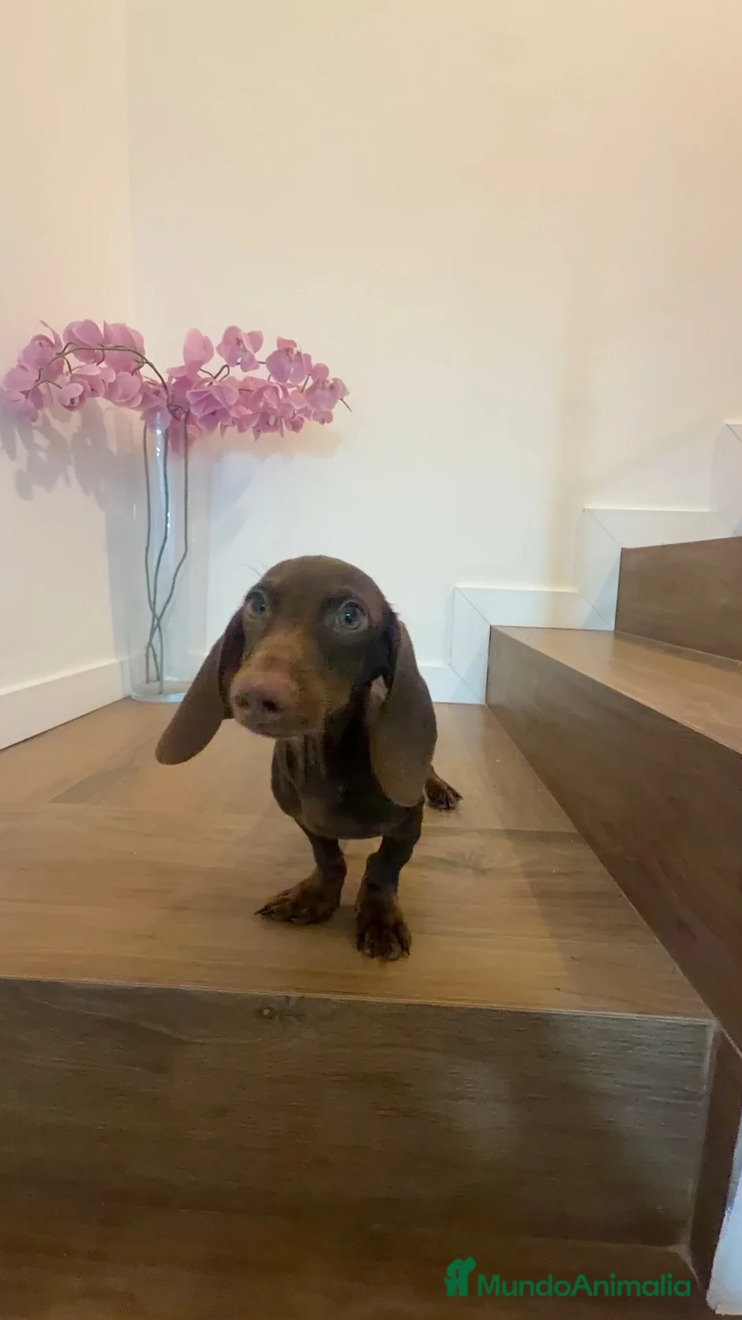 Teckel Miniatura perros en venta: Oportunidad Teckel  - Anuncio 2