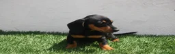 Teckel Miniatura perros en venta: Teckel Miniatura  - Anuncio 5