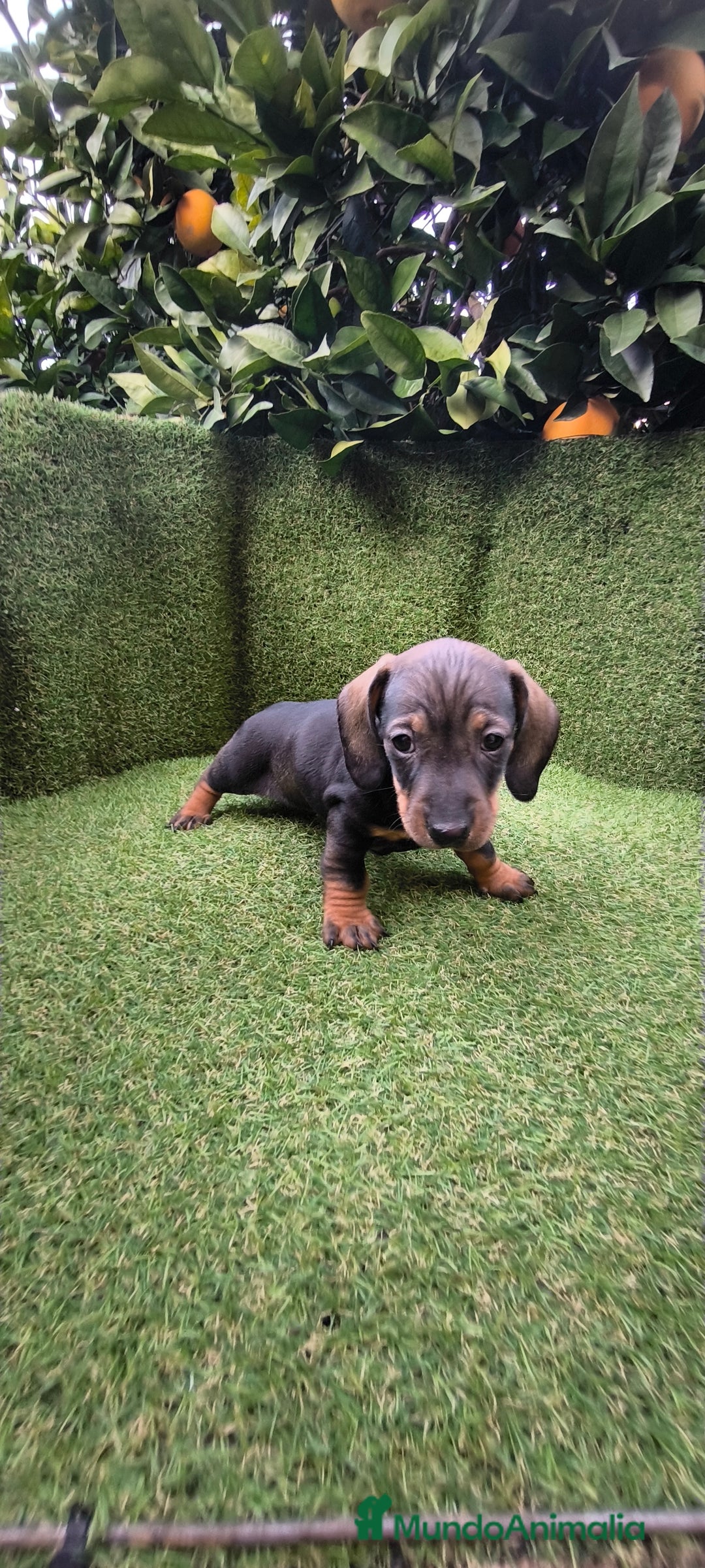 Teckel Miniatura perros en venta: camada teckel arlequín y todos los colores  - Anuncio 20