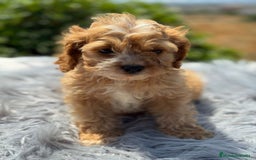 Cavapoo perros en venta: Cavapoo macho   - Imagen 1