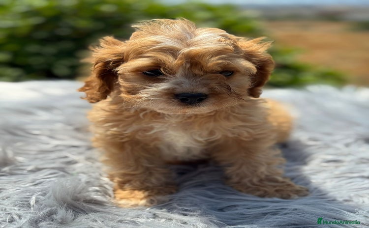 Cavapoo perros - Propaganda 7