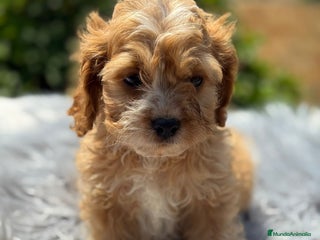 Cavapoo perros - Anuncio 6