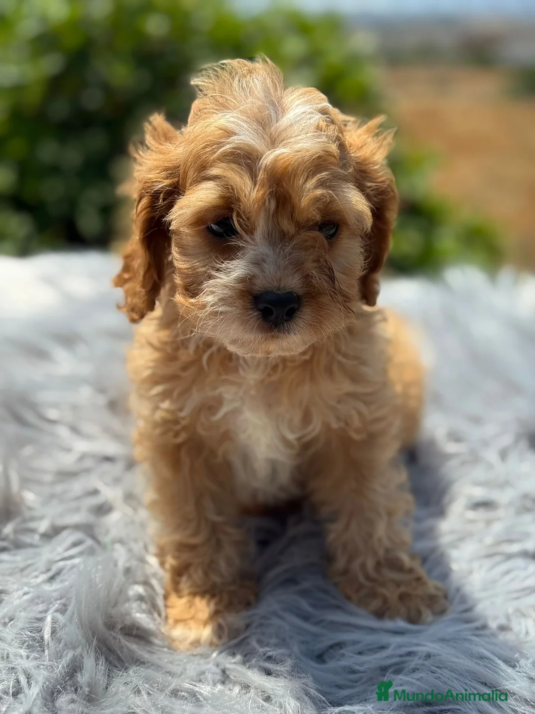Cavapoo perros en venta: Cavapoo macho   - Anuncio 1