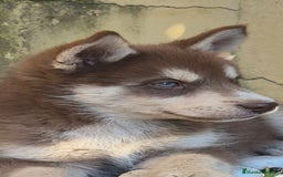 Husky Siberiano perros en venta: Husky siberiano cachorros  en Huesca - Imagen 11