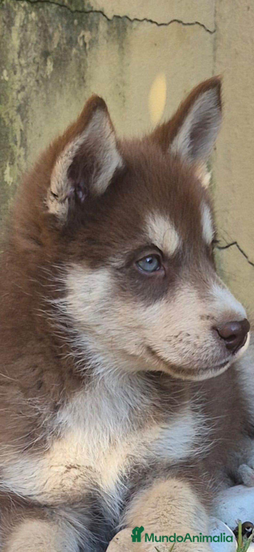 Husky Siberiano perros en venta: Husky siberiano cachorros  en Huesca - Imagen 11