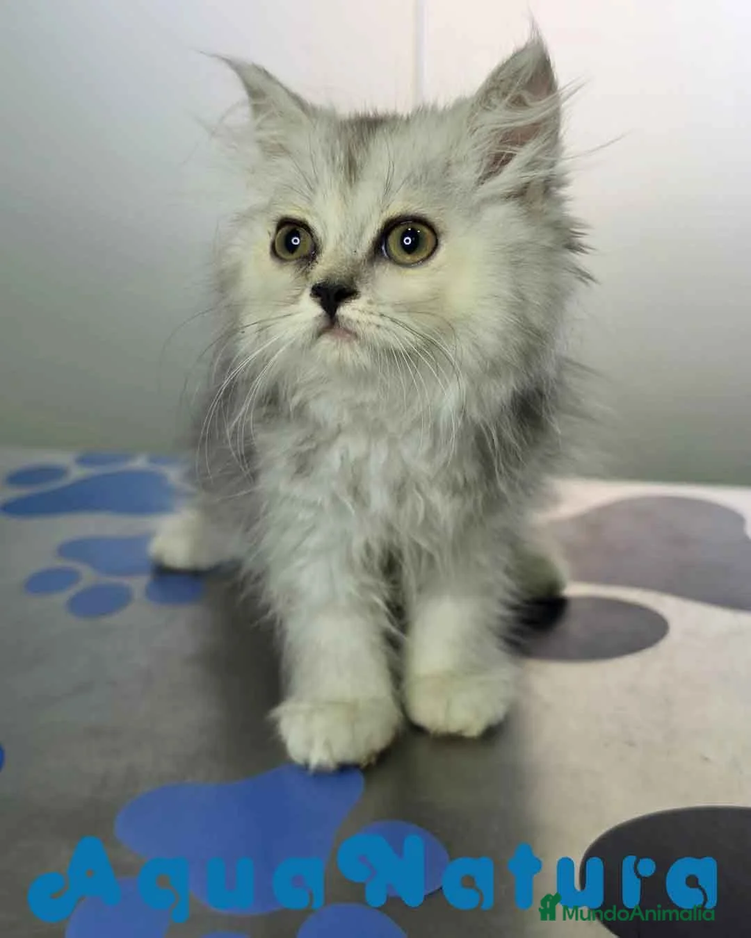 Persa gatos en venta: Persa Chinchilla Hembra 6794 AQUANATURA - Anuncio 2