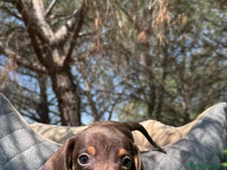 Teckel Miniatura perros TECKEL CHOCOLATE KANINCHEN - Anuncio 11