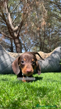 Teckel Miniatura perros TECKEL CHOCOLATE KANINCHEN - Anuncio 8