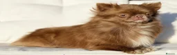 Chihuahua perros en venta: CHIHUAHUAS THELUXEPUPPYS - Anuncio 3