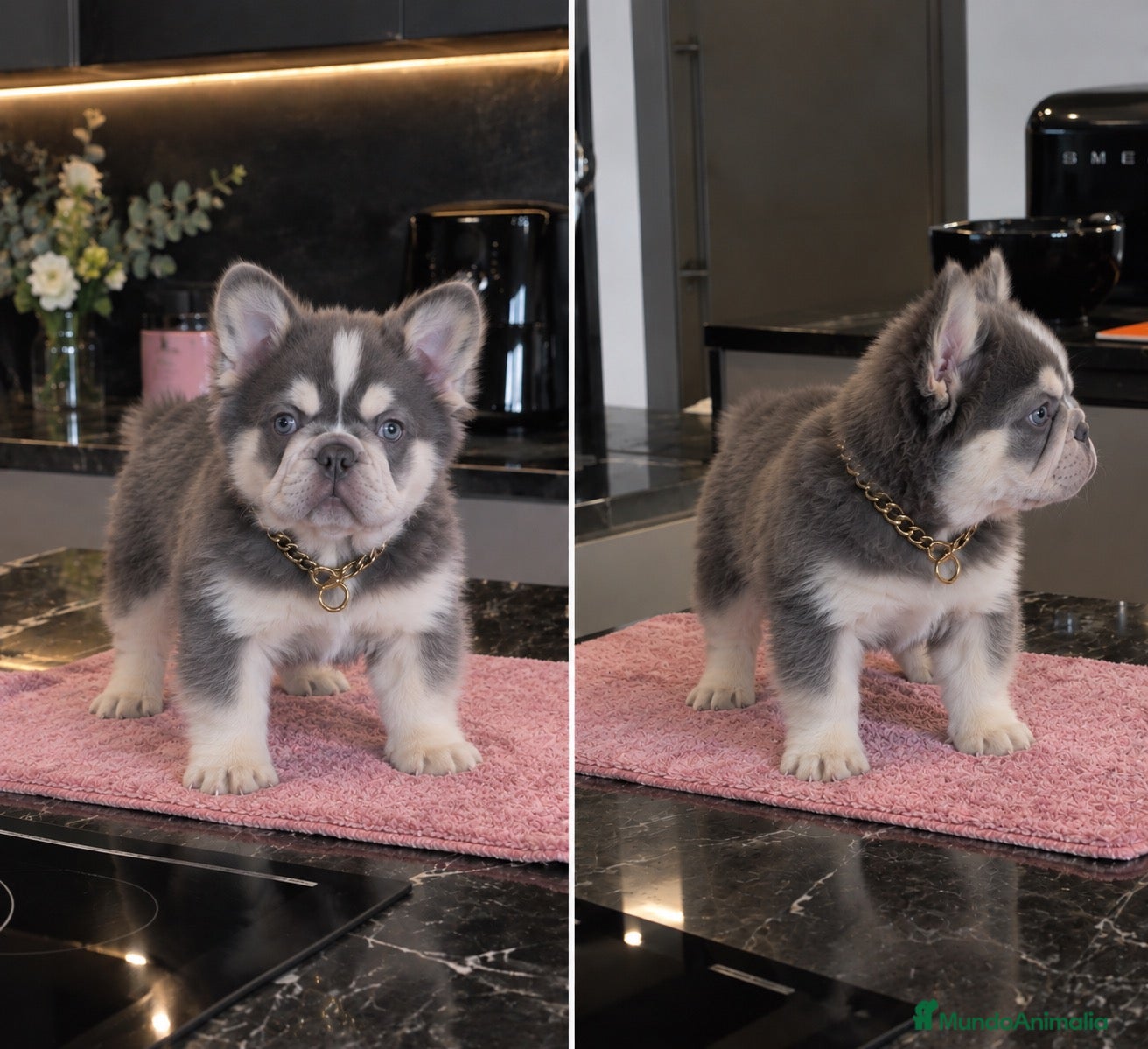 Bulldog Francés perros BULLDOG FRANCES FLUFFY - ENTREGA PERSONALIZADA  - Anuncio 1