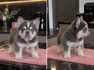 Bulldog Francés perros BULLDOG FRANCES FLUFFY - ENTREGA PERSONALIZADA - Anuncio 1