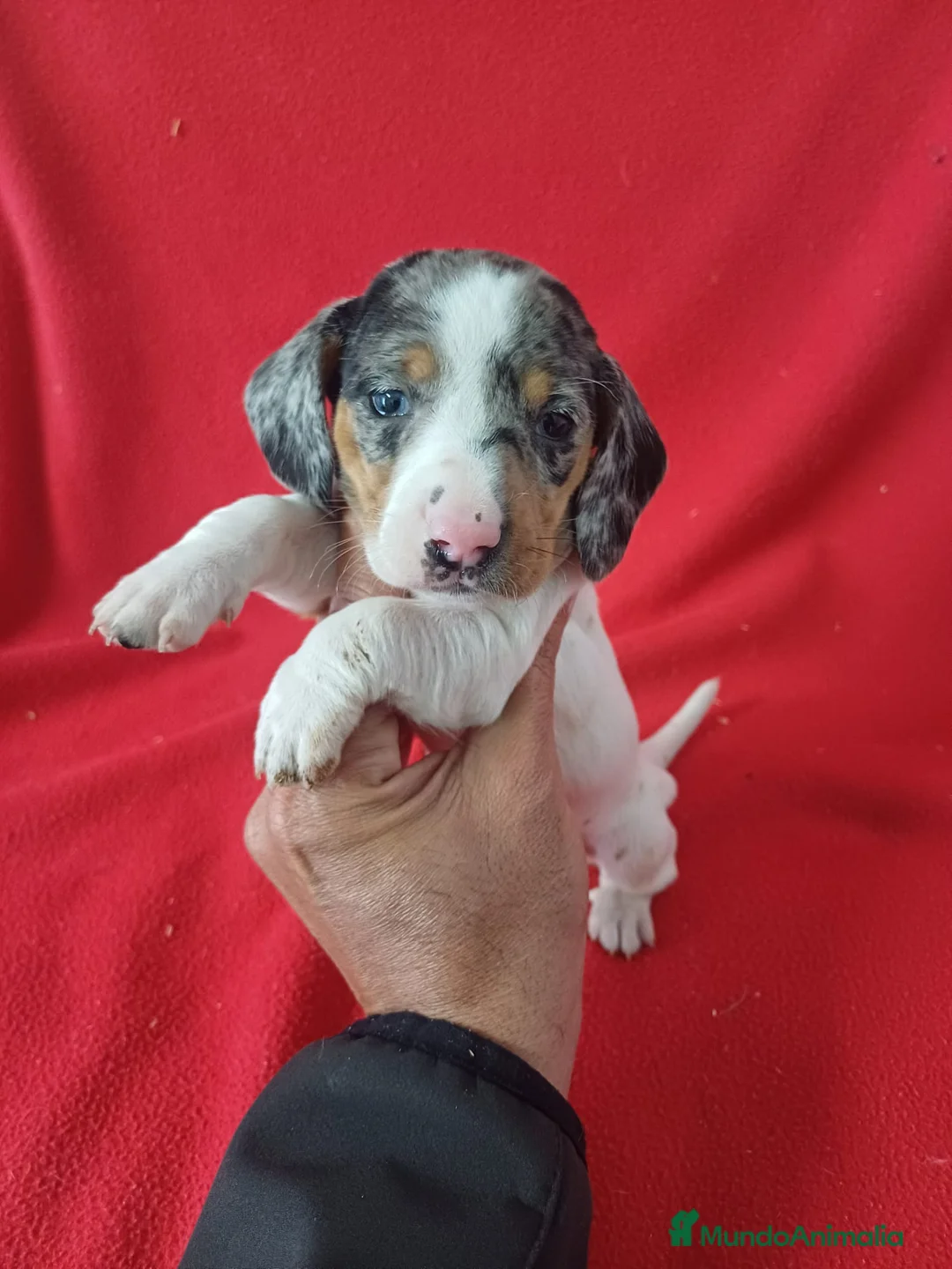 Teckel Miniatura perros en venta: Teckel Miniatura Merle - Anuncio 1