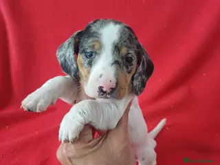 Teckel Miniatura perros Teckel Miniatura Merle - Anuncio 1