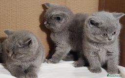 Británico de Pelo Corto Azul gatos en venta: British Shorthair  - Anuncio 4