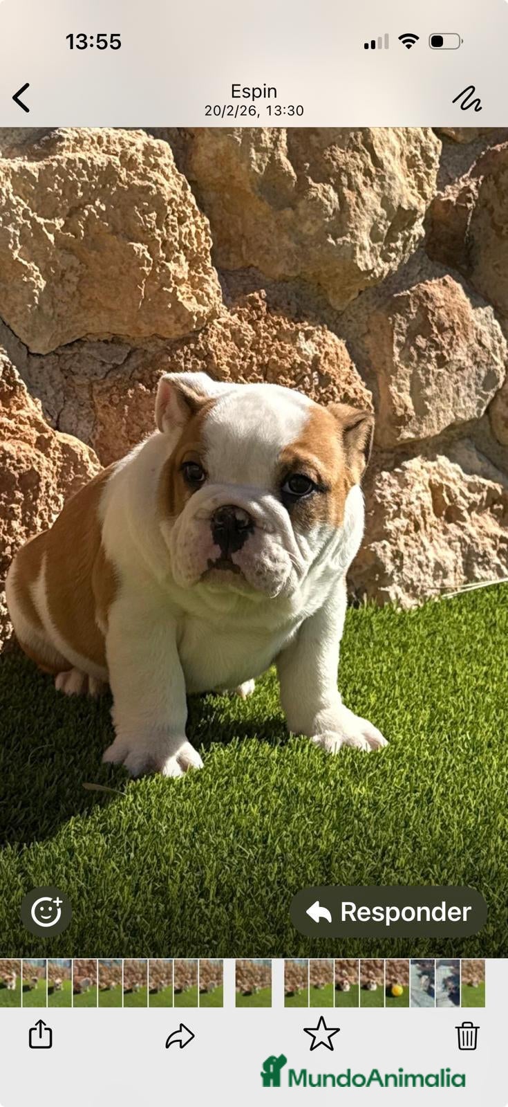 Bulldog Inglés perros Bulldog ingles - Anuncio 5