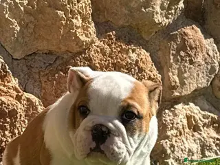 Bulldog Inglés perros Bulldog ingles - Anuncio 2