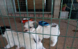Perro Crestado Chino perros en adopcion: Adopcion Crestado Chino con pelo. en Sevilla - Imagen 4