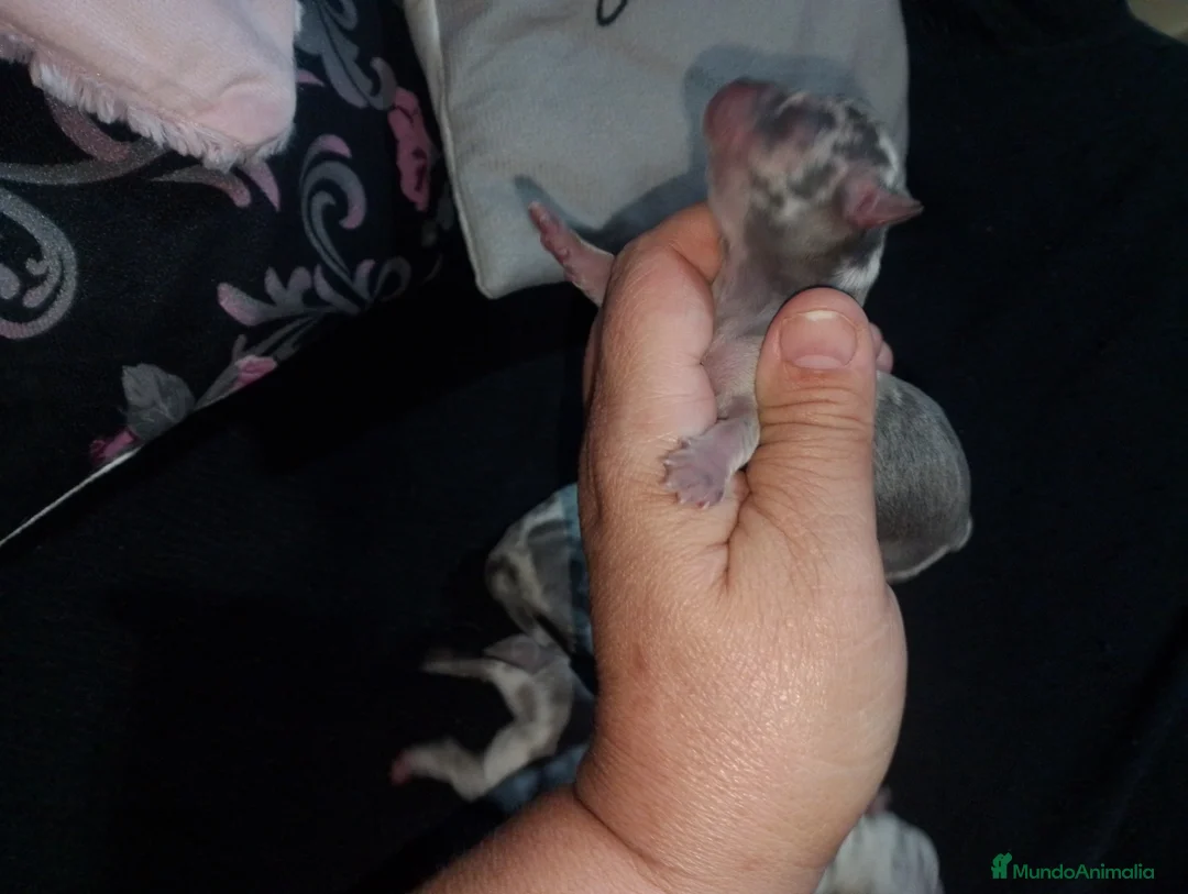 Chihuahua perros en venta: Camada de chihuahua trimerle lila choco  - Anuncio 2