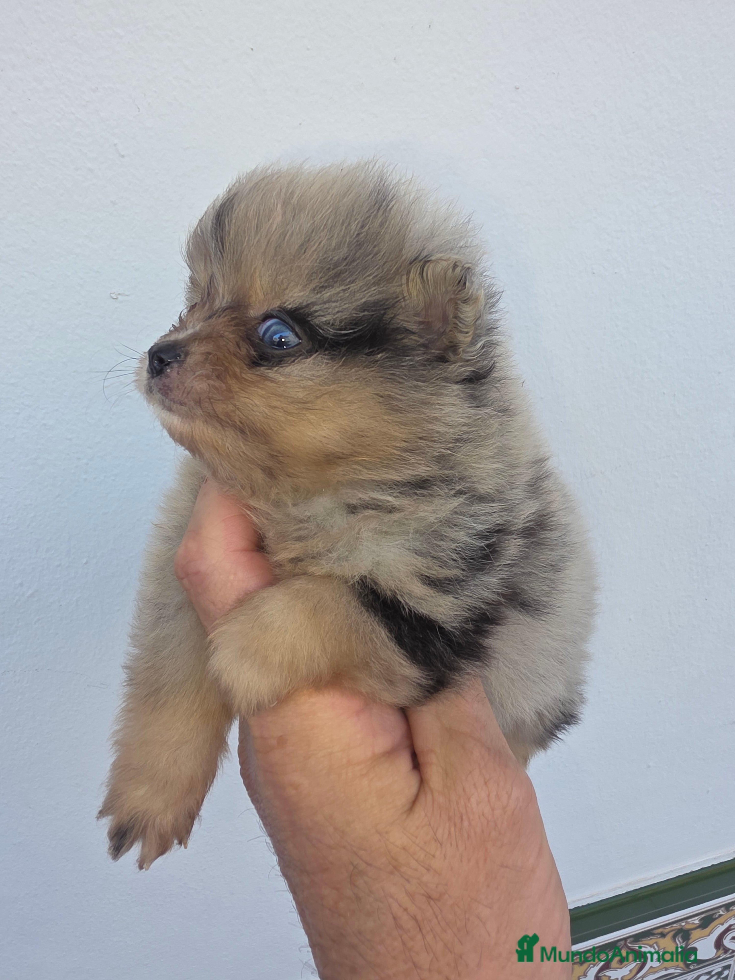 Pomerania perros Lulus pomerania exoticos - Anuncio 7