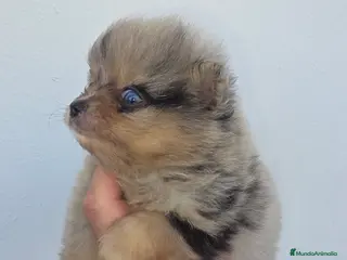 Pomerania perros Lulus pomerania exoticos - Anuncio 7