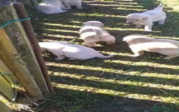Golden Retriever perros en venta: Golden retriever - Imagen 2