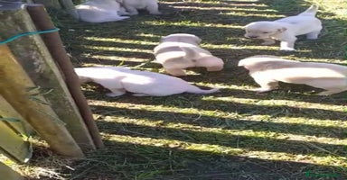 Golden Retriever perros - Anuncio 2