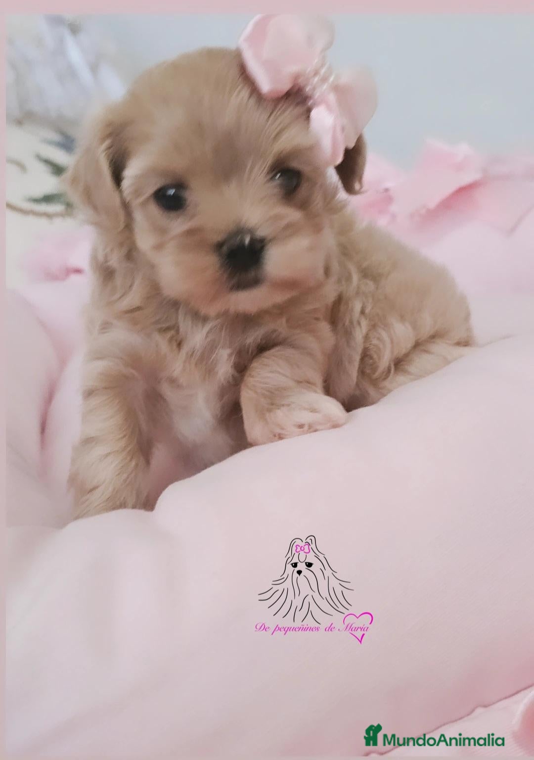 Maltipoo perros MALTIPOO MINIATURA ASIÁTICO  - Anuncio 1