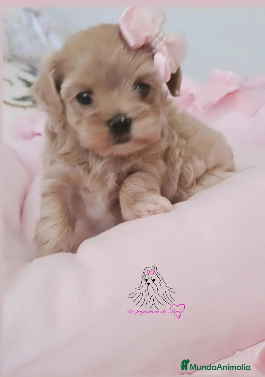 Maltipoo perros en venta: MALTIPOO MINIATURA ASIÁTICO  - Anuncio 1