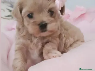 Maltipoo perros MALTIPOO MINIATURA ASIÁTICO - Anuncio 1
