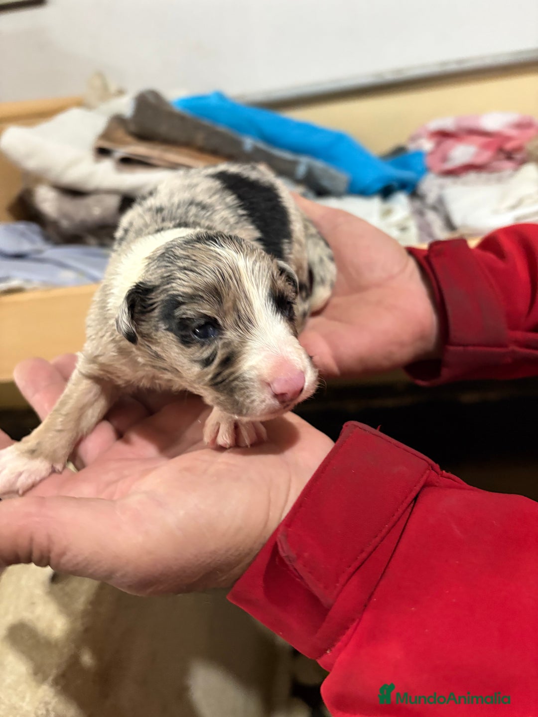 Border Collie perros en venta: Cachorros border collie machos y hembras varios  - Anuncio 11