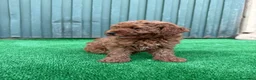 Caniche Toy perros en venta: caniche toy  - Anuncio 6