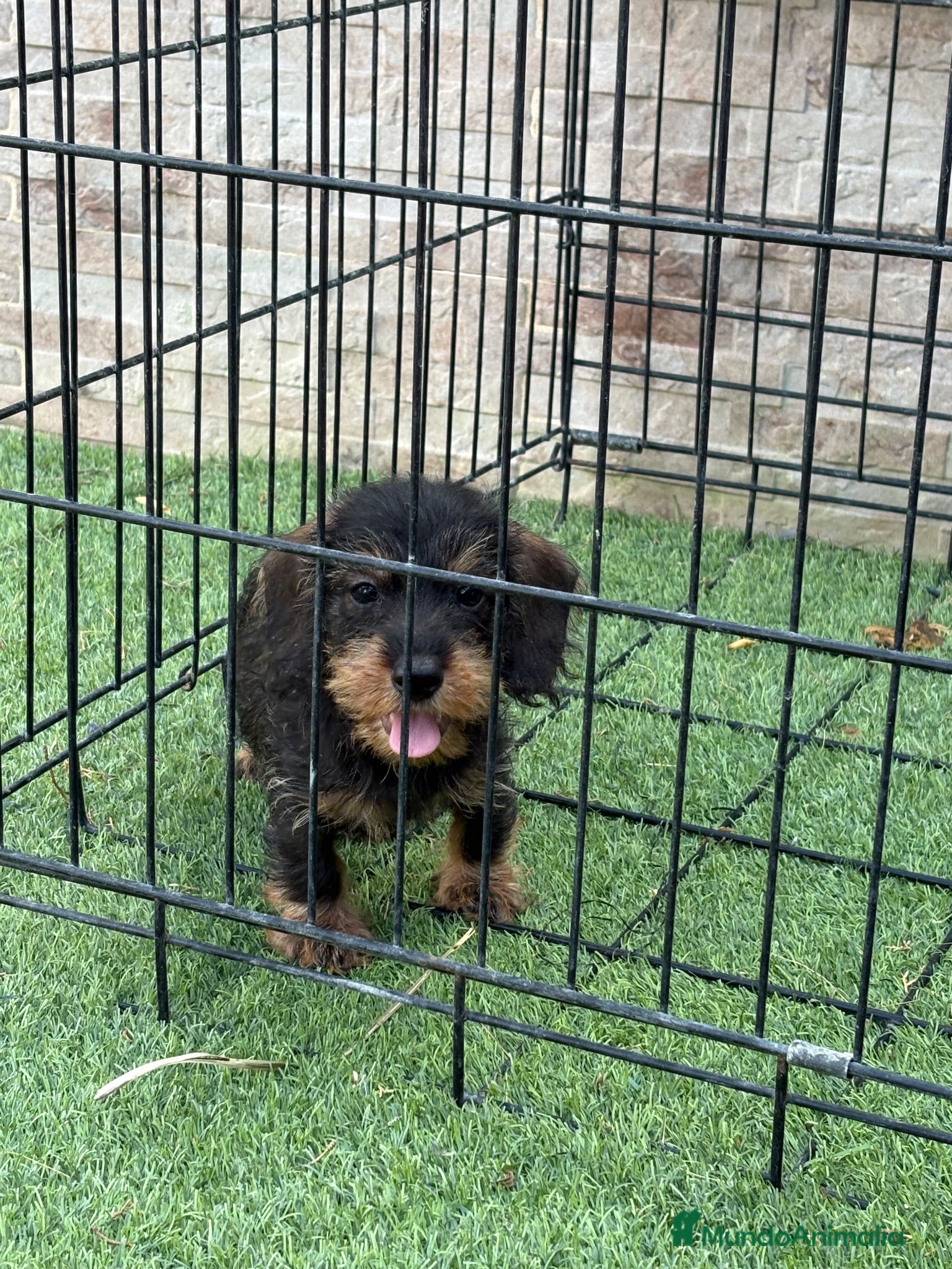 Teckel Miniatura perros Cachorros teckel mini pelo duro  - Anuncio 2