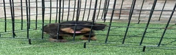 Teckel Miniatura perros en venta: Cachorros teckel mini pelo duro  - Anuncio 1