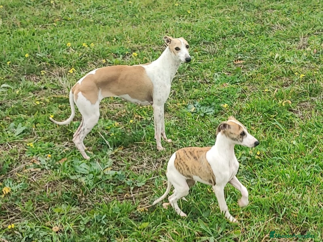 Whippet perros en venta: WHIPPET HEMBRA - Anuncio 7