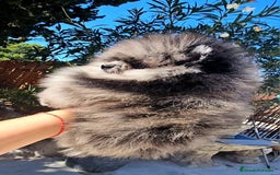 Pomerania perros en venta: Pomerania merle  - Imagen 1