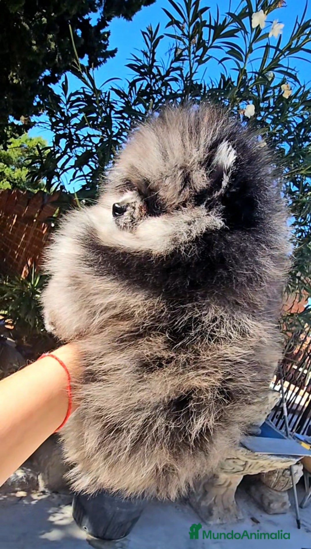 Pomerania perros en venta: Pomerania merle  - Imagen 1