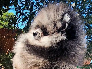 Pomerania perros - Anuncio 28