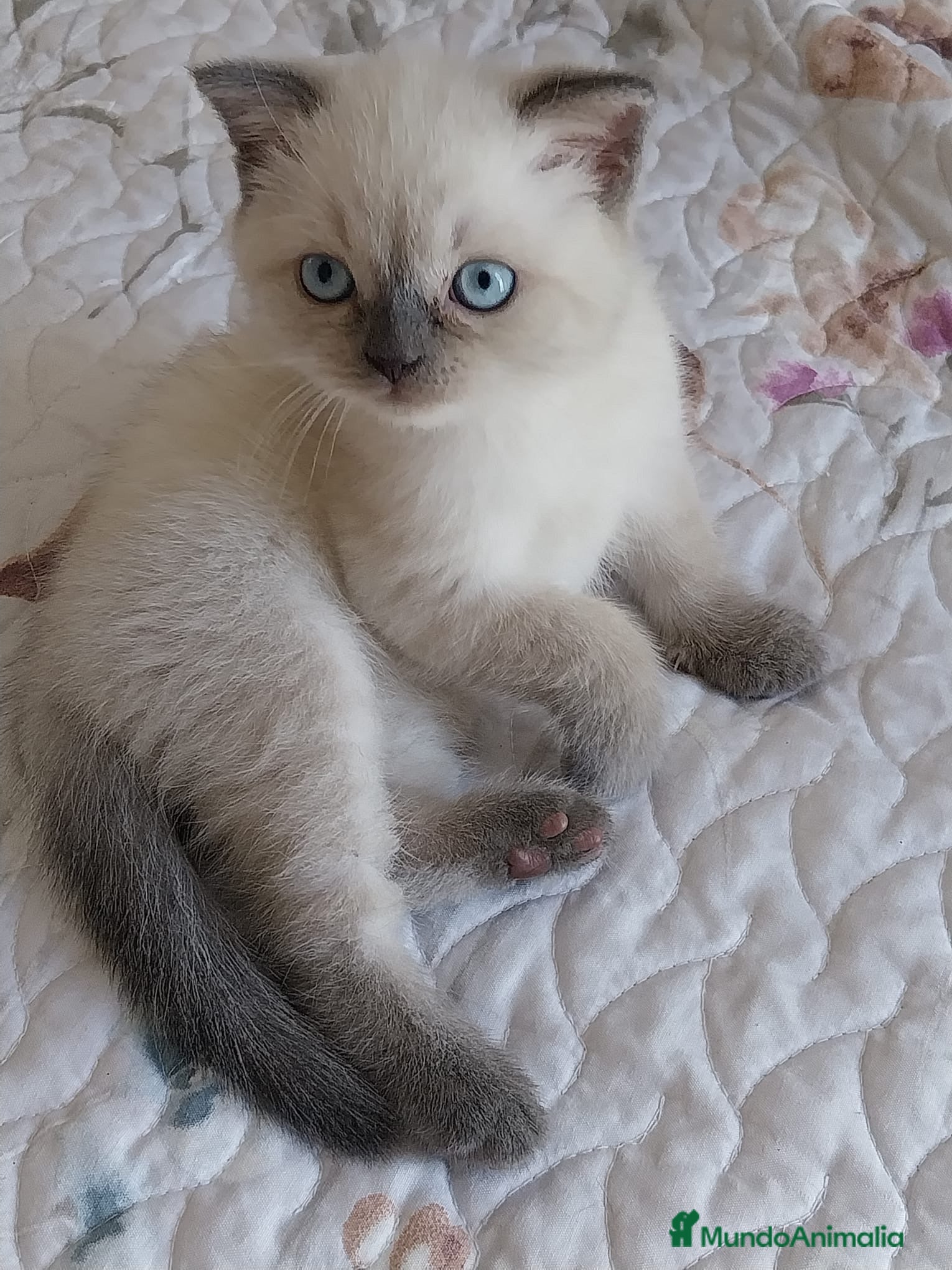 Británico de Pelo Corto gatos Brirish Blue Point  - Anuncio 1