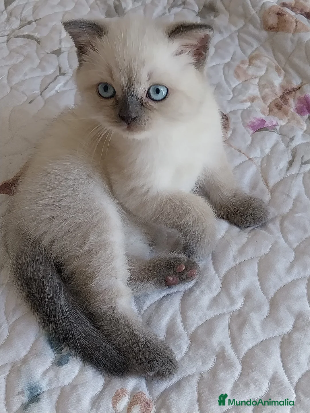 Británico de Pelo Corto gatos en venta: Brirish Blue Point  - Anuncio 1