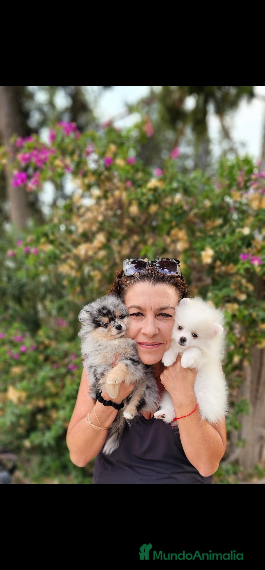 Pomerania perros en venta: Machitos pomerania  - Imagen 3