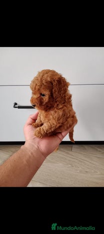 Caniche Enano perros en Barcelona - Anuncio 18