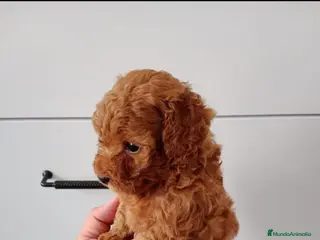 Caniche Enano perros Caniches espectaculares en Barcelona - Anuncio 11